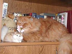 Gatti (58)